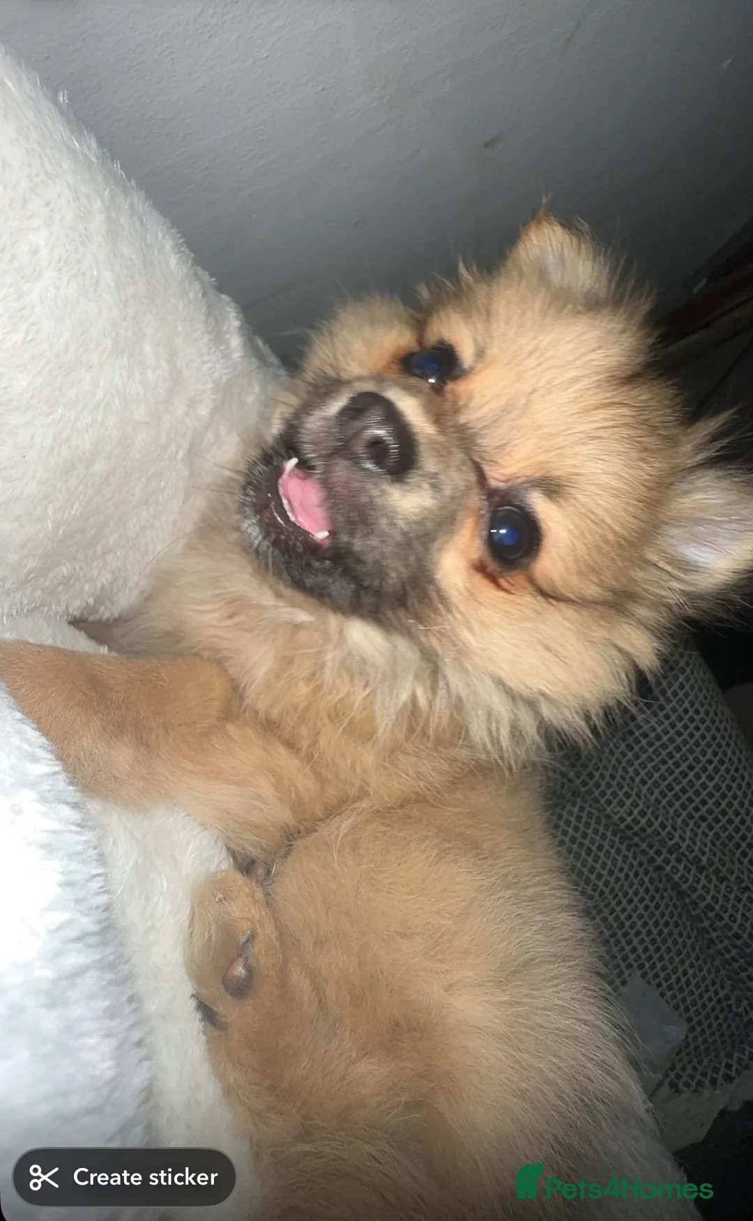 Pomchi dogs for sale: Pomchi 4 months old  - Advert 1