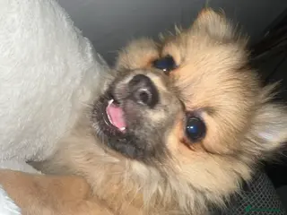 Pomchi dogs Pomchi 4 months old - Advert 2