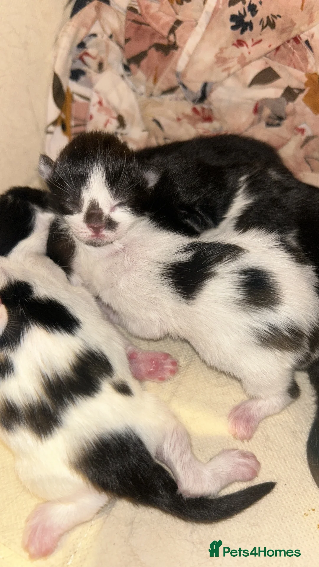 Mixed Breed cats for sale: Beautiful litter - Advert 2