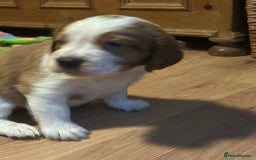 Welsh Springer Spaniel dogs for sale: Kc reg Welsh springer spaniel male puppies - Image 3