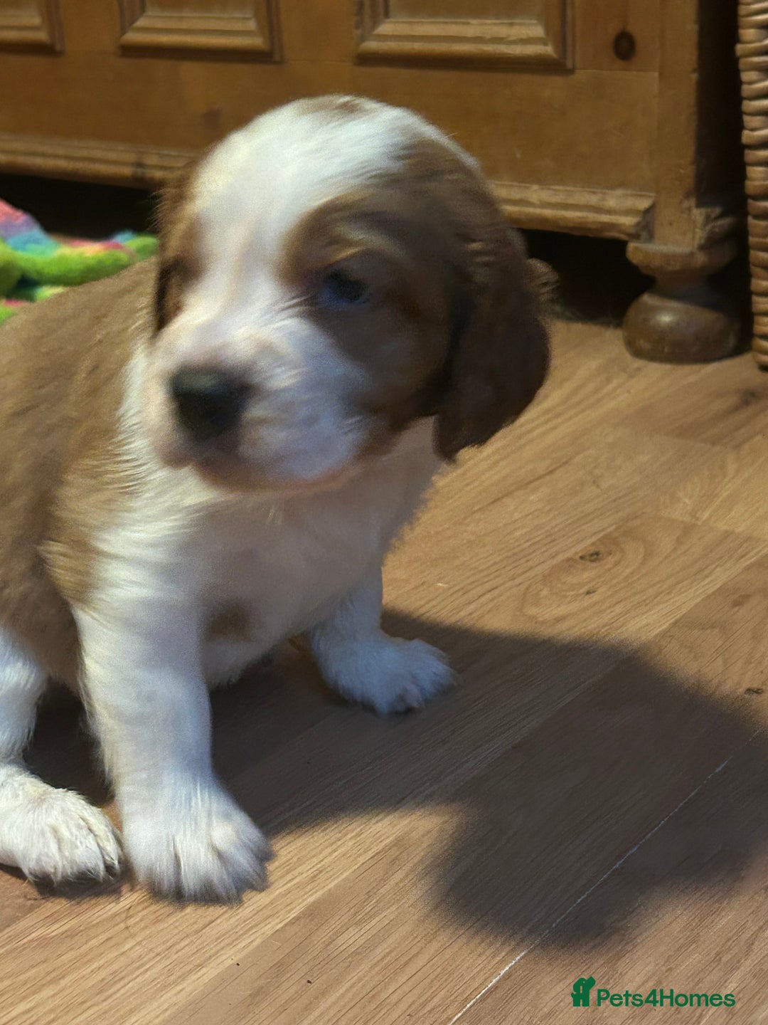 Welsh Springer Spaniel dogs for sale: Kc reg Welsh springer spaniel male puppies - Image 3