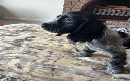 Cocker Spaniel dogs for sale: Blue roan cocker spaniels ready 17th September - Image 19