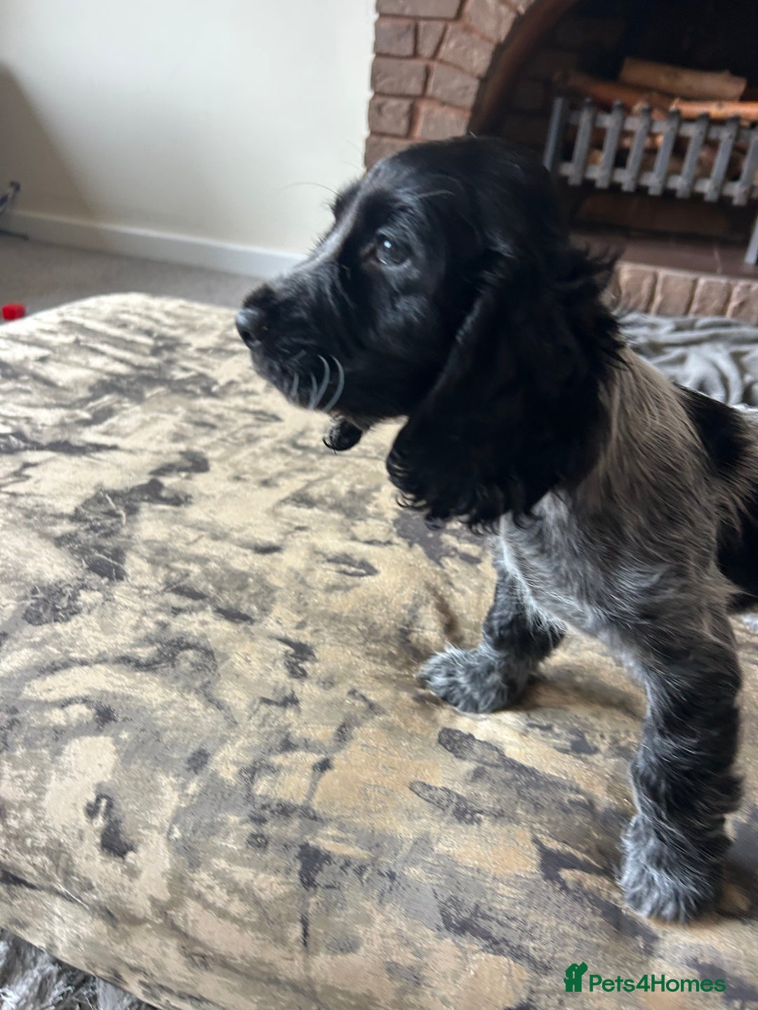 Cocker Spaniel dogs for sale: Blue roan cocker spaniels ready 17th September - Image 19