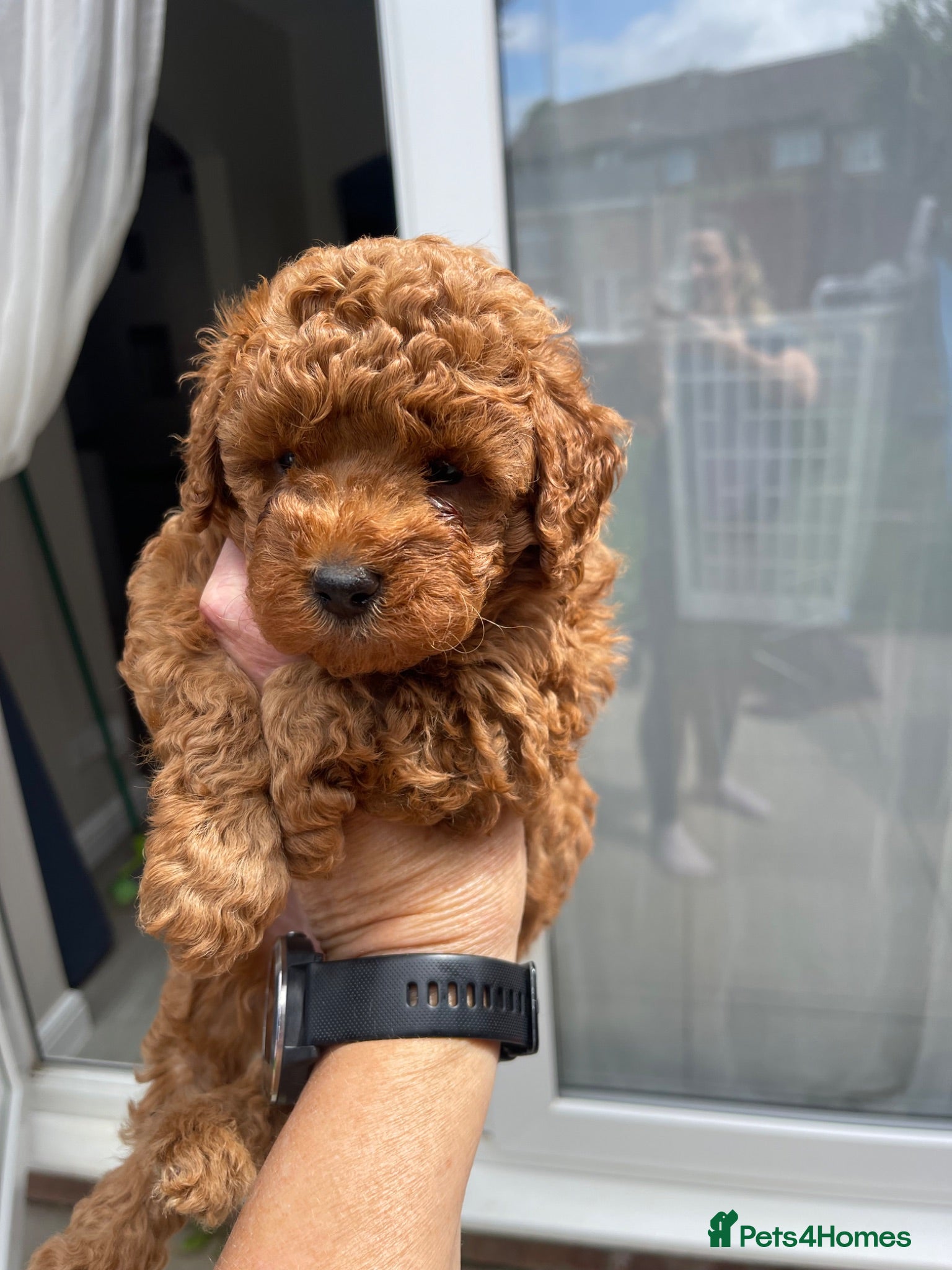 Toy Poodle dogs Kc registered toy poodle - Advert 6