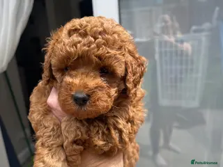 Toy Poodle dogs Kc registered toy poodle - Advert 6