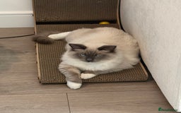 Ragdoll cats for sale: Beautiful Blue point mitted Ragdoll  - Advert 1