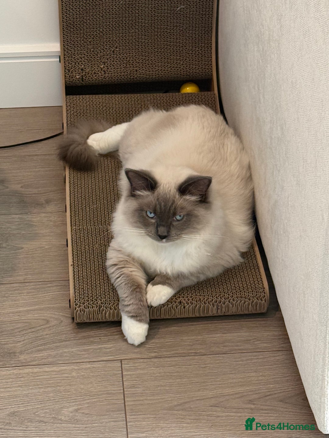 Ragdoll cats for sale: Beautiful Blue point mitted Ragdoll  - Advert 1