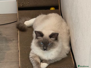 Ragdoll cats for sale: Beautiful Blue point mitted Ragdoll - Advert 1