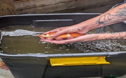 Goldfish fish for sale: Large Pond GoldFish  - Image 3