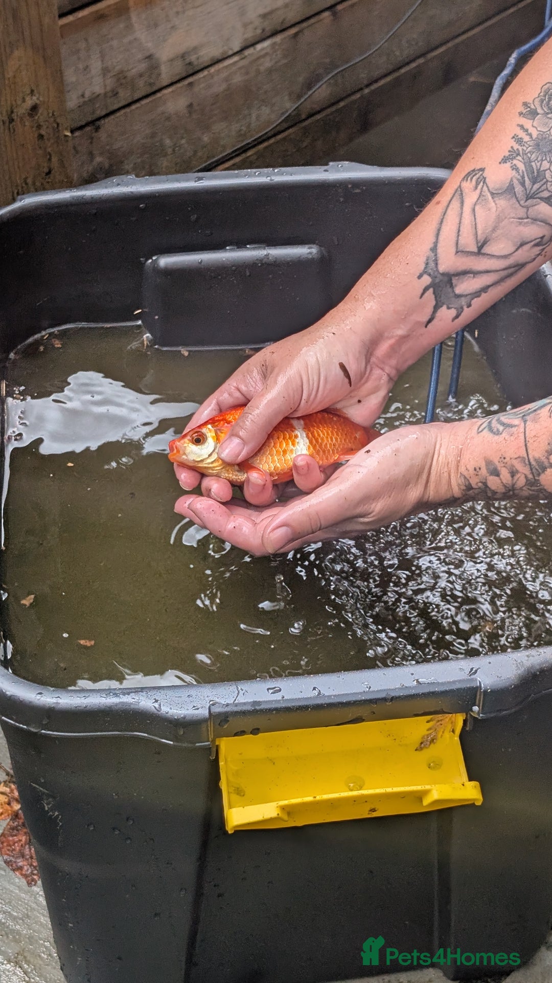 Goldfish fish for sale: Large Pond GoldFish  - Image 3