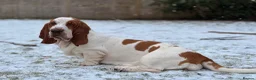 Basset Hound dogs for sale: Basset hound amazing couple  - Advert 27