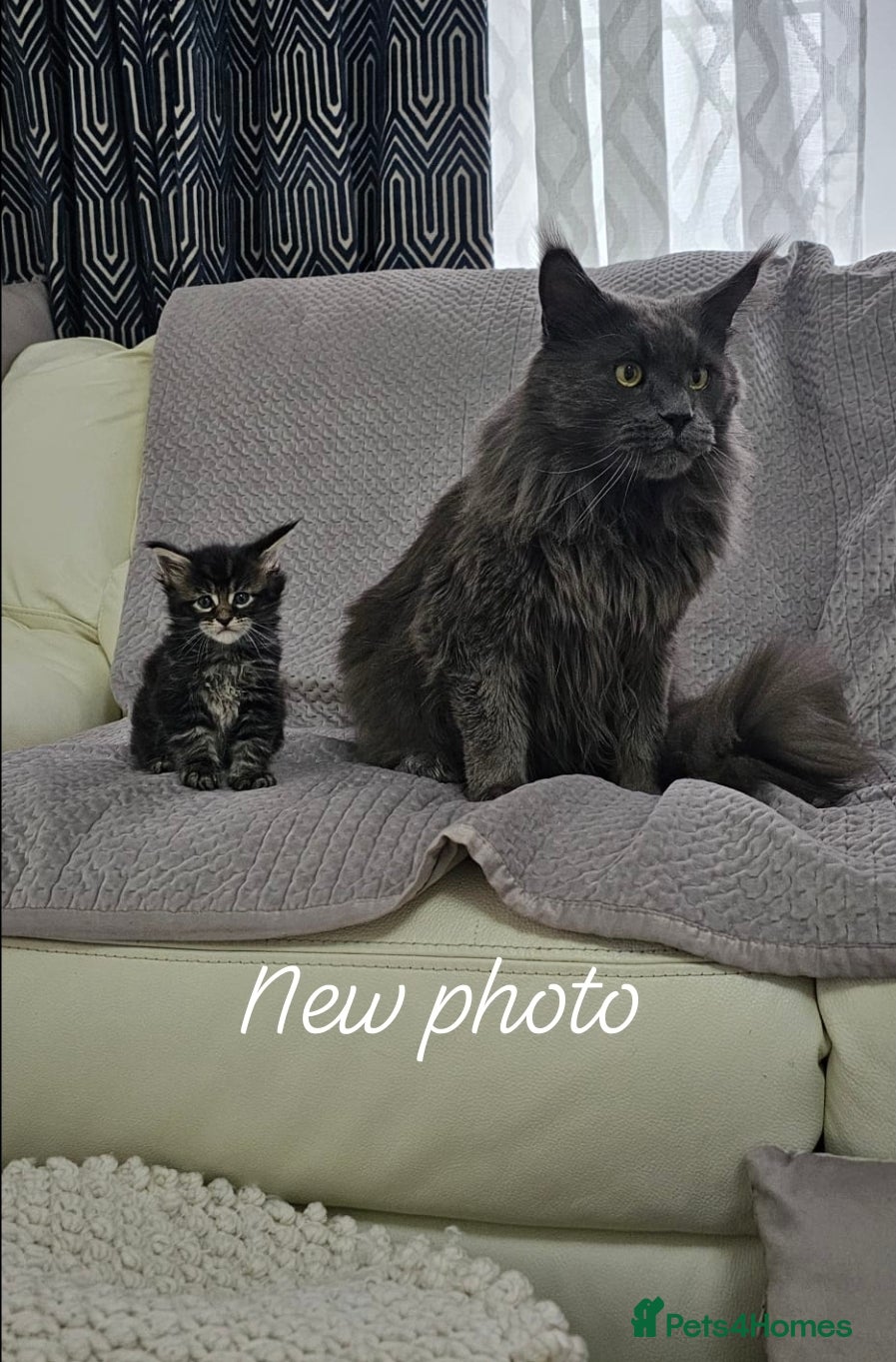 Maine Coon cats for sale: Giant Maine Coon  - Advert 10
