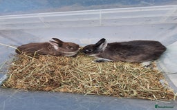 Netherland Dwarf rabbits for sale: Baby Netherland dwarf rabbits for sale £50 each  - Advert 2