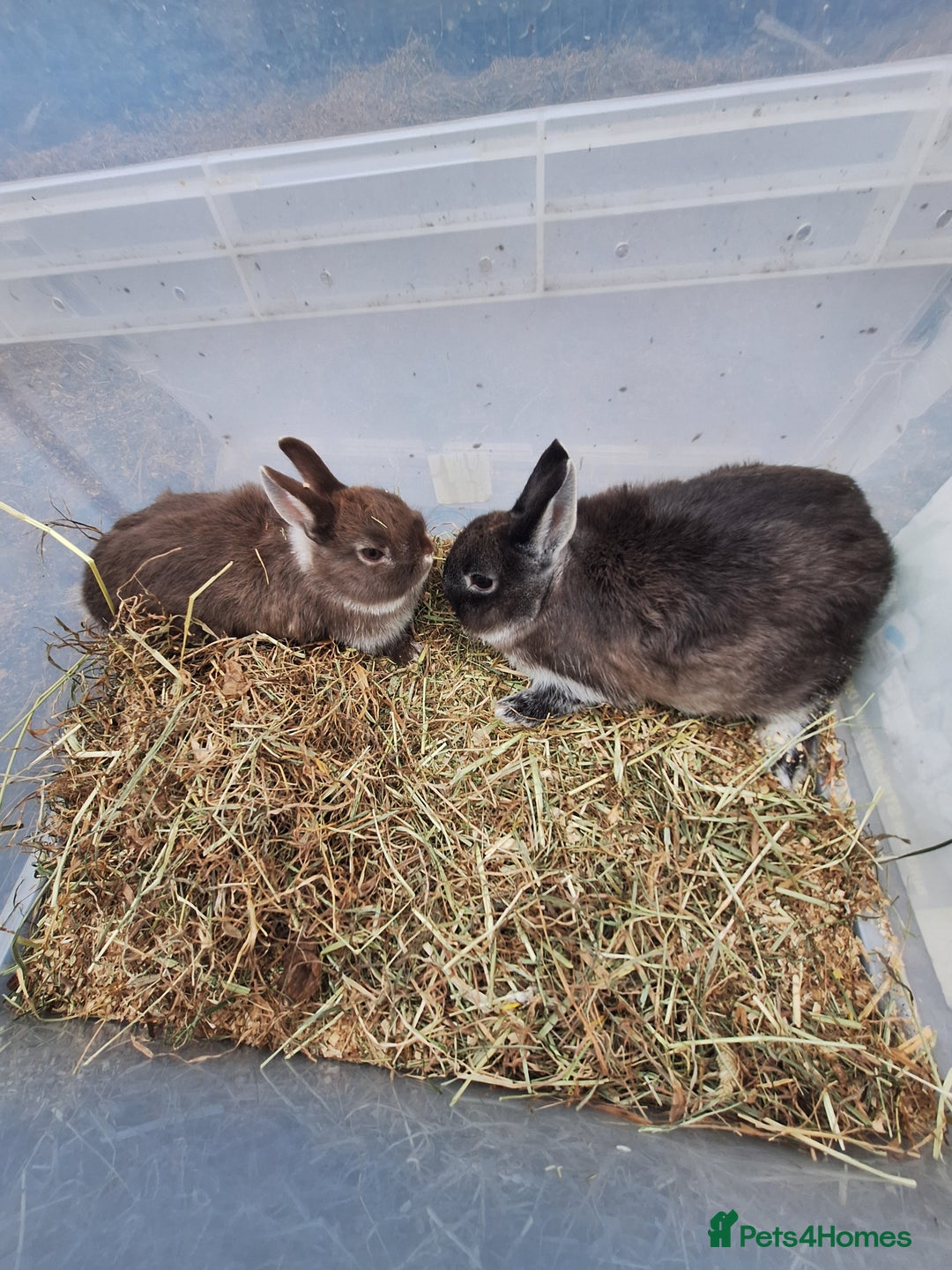 Netherland Dwarf rabbits for sale: Baby Netherland dwarf rabbits for sale £50 each  - Advert 2