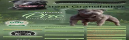 Staffordshire Bull Terrier dogs for sale: Bullscaff PIRO, pharon&bill puppies - Advert 8