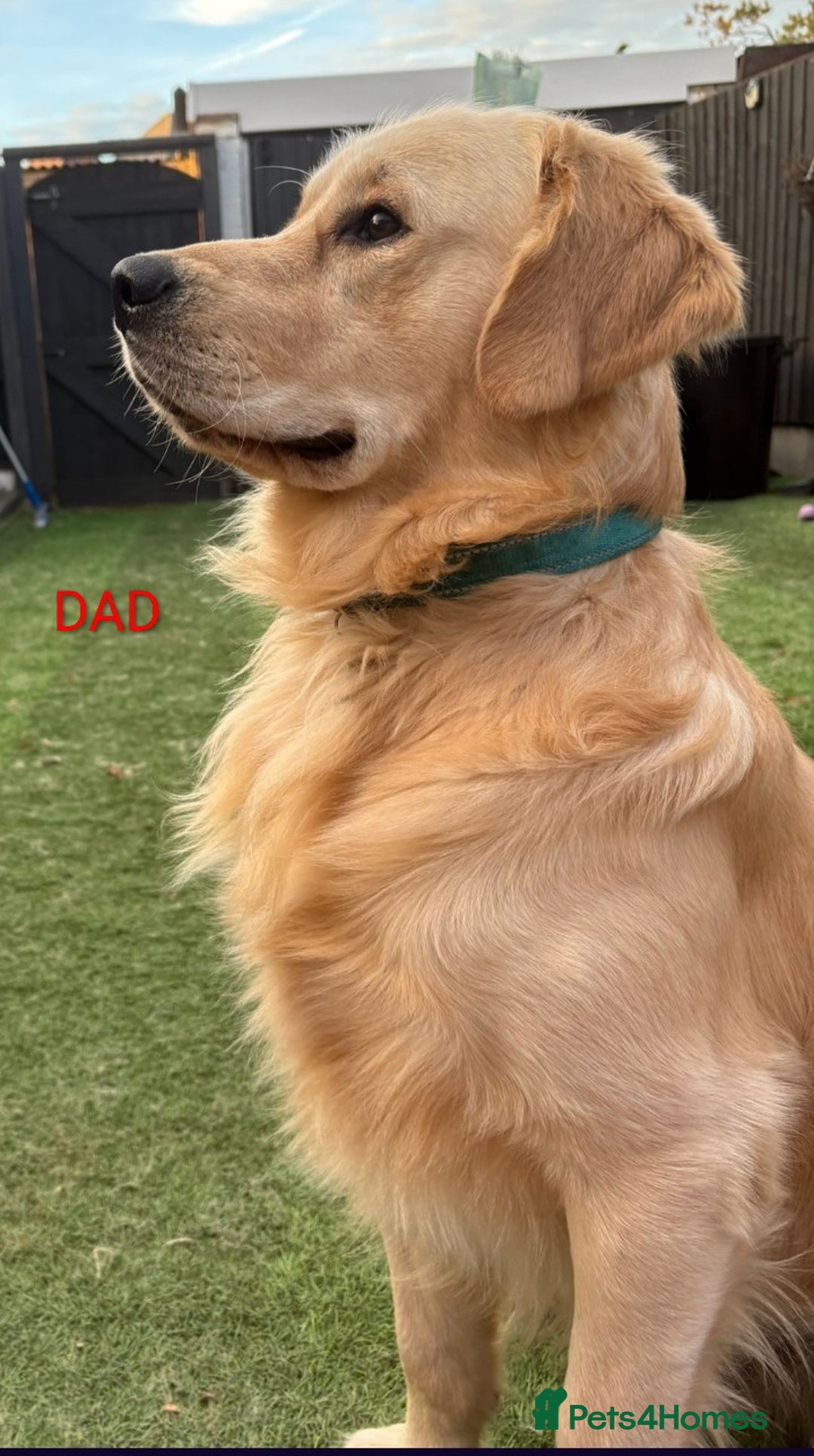 Golden Retriever dogs for sale: 🐾 Golden Retriever Puppies Available Soon! 🐾 - Advert 15