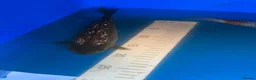 Koi Carp fish for sale: High quality Japanese koi for sale  - Advert 4