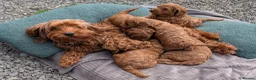 Cockapoo dogs for sale: *ONLY ONE BOY LEFT* Red Cockapoos - Advert 18