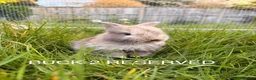 Mini Lop rabbits for sale: Mini lop baby bunnies in Wirral - Advert 4
