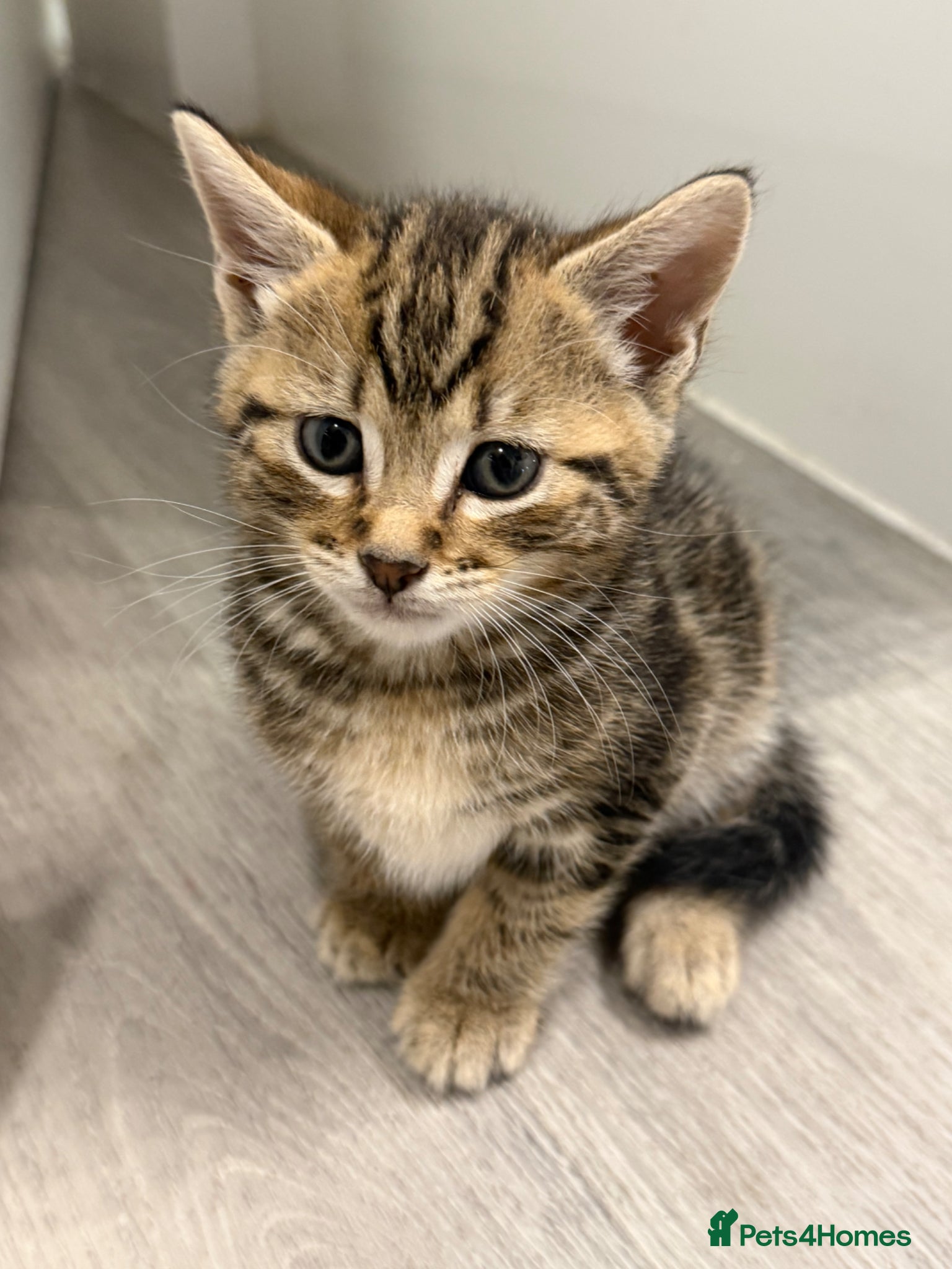 British Shorthair cats Kittens for Sale  - Advert 18