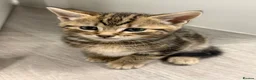 British Shorthair cats for sale: Kittens for Sale  in Luton - Advert 1