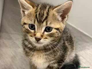 British Shorthair cats Kittens for Sale - Advert 1