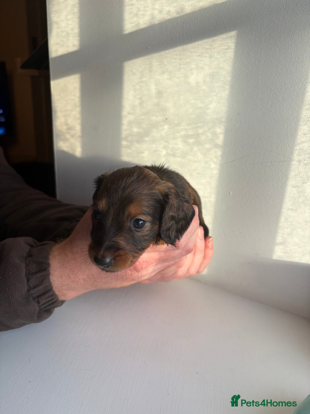 Miniature Dachshund dogs for sale: Miniature long haired dachshund puppies - Image 10