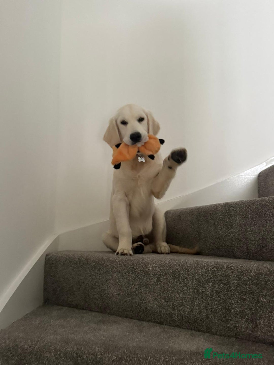 Golden Retriever dogs for sale: Golden Retriever  - Advert 12