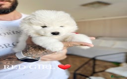Samoyed dogs for sale: Samoyed puppies KC Registered Champions Bloodline  - Image 9