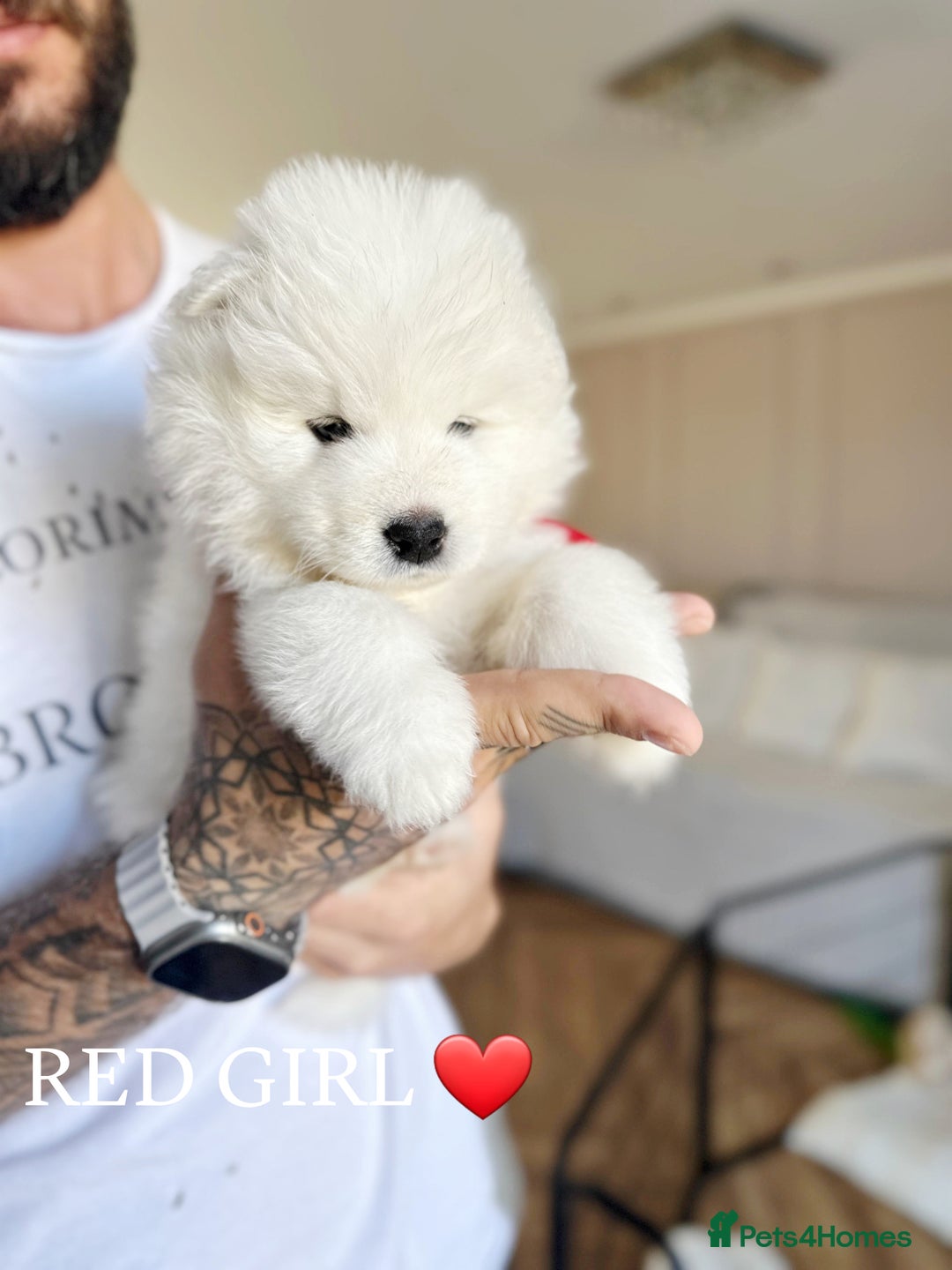 Samoyed dogs for sale: Samoyed puppies KC Registered Champions Bloodline  - Image 9