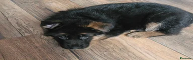 German Shepherd Puppy 3