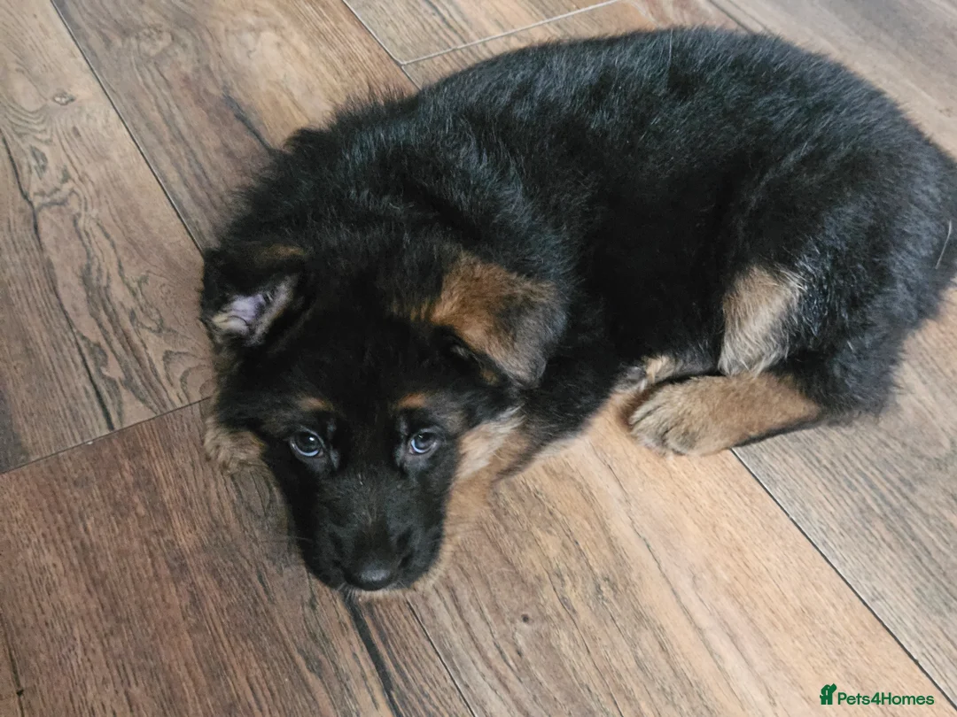 German Shepherd dogs for sale: German shepherd puppies - Advert 36