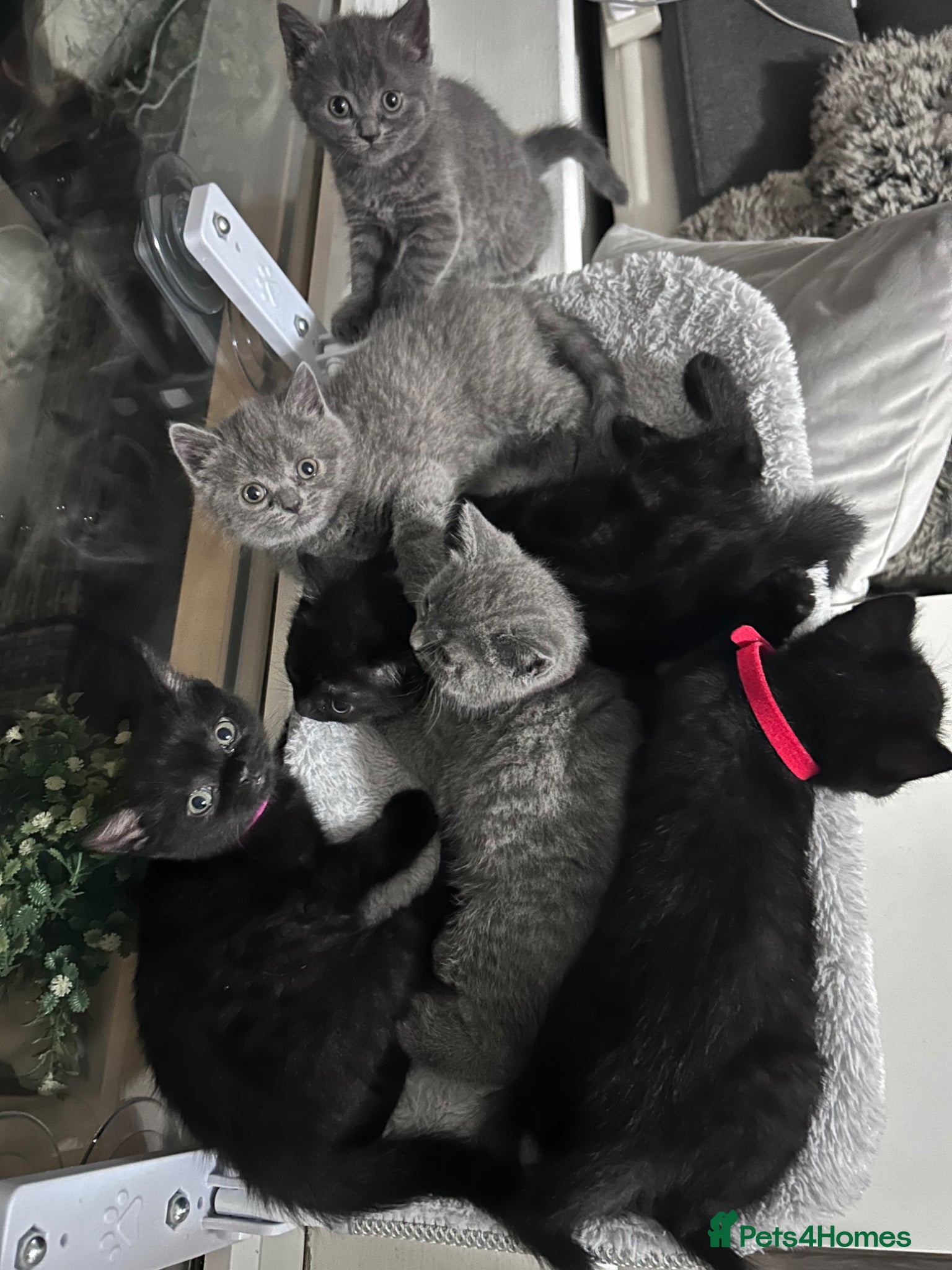 British Shorthair cats for sale: 5 British shorthair kittens  - Advert 8