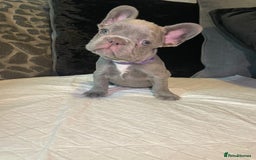 French Bulldog dogs for sale: Micro Frenchie Puppies – KC Registered - Image 7