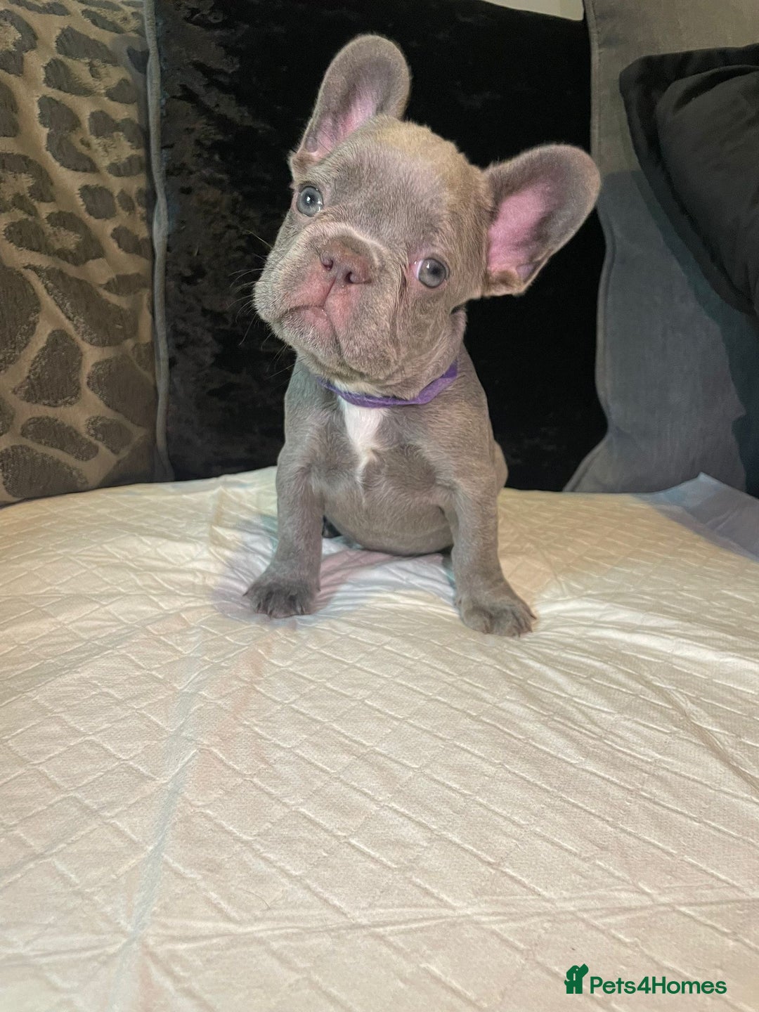 French Bulldog dogs for sale: Micro Frenchie Puppies – KC Registered - Image 7