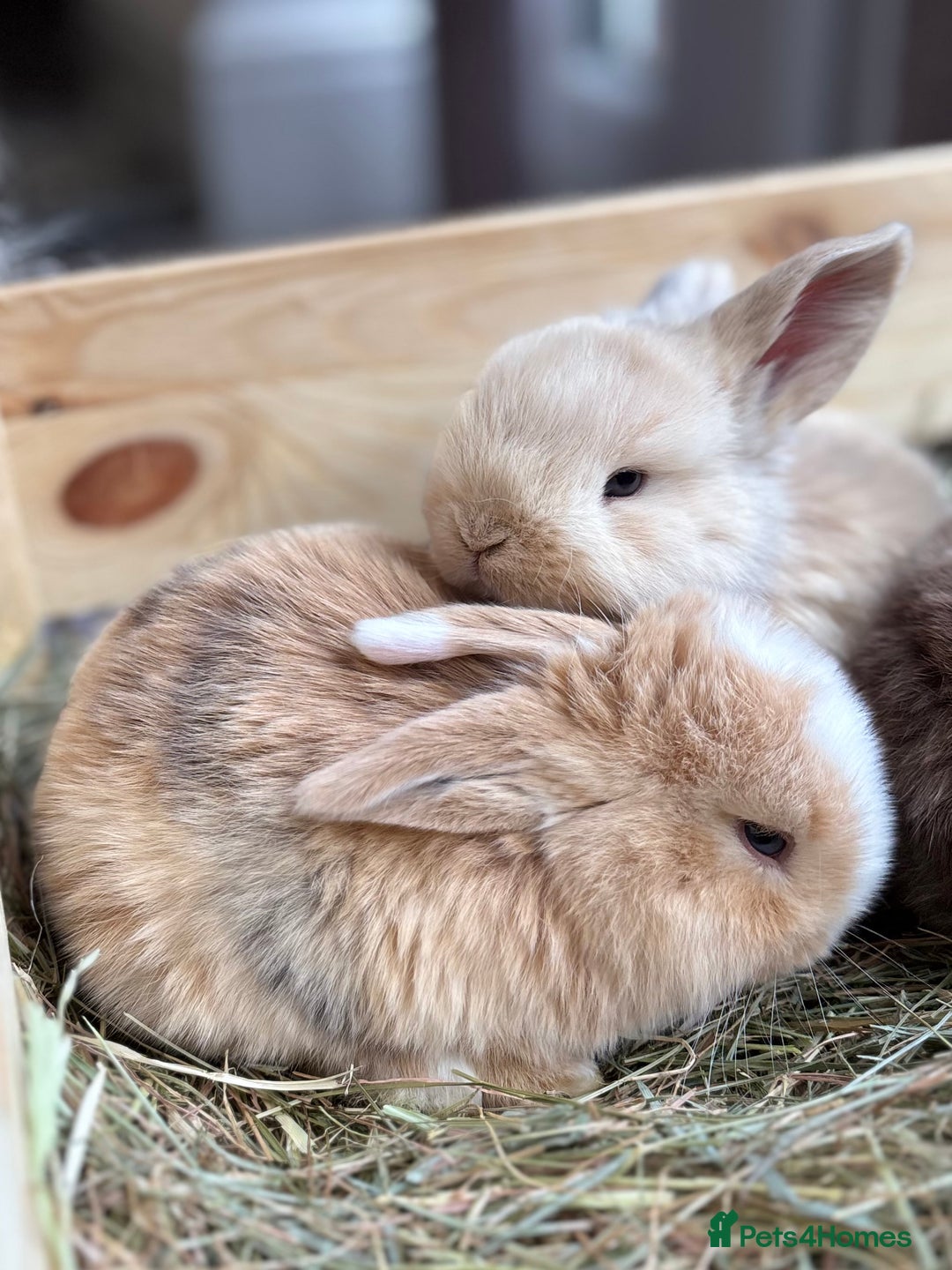 Mini Lop rabbits for sale: Pure mini lop babies - Advert 3
