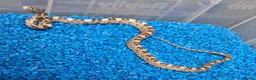 Rat Snake reptiles for sale: Hatchling Grey Rat Snakes  - Advert 6
