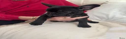 French Bulldog dogs for sale: 2 stunning french bulldogs  - Advert 20
