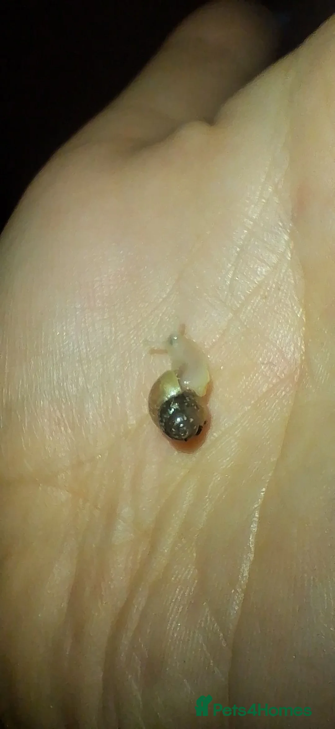 Snails invertebrates for sale: White Giant African Land Snails in Aylesbury - Advert 2