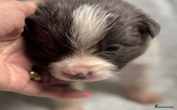 Border Collie dogs for sale:  Long Haired KC Reg Border Collie puppies for sale - Image 21