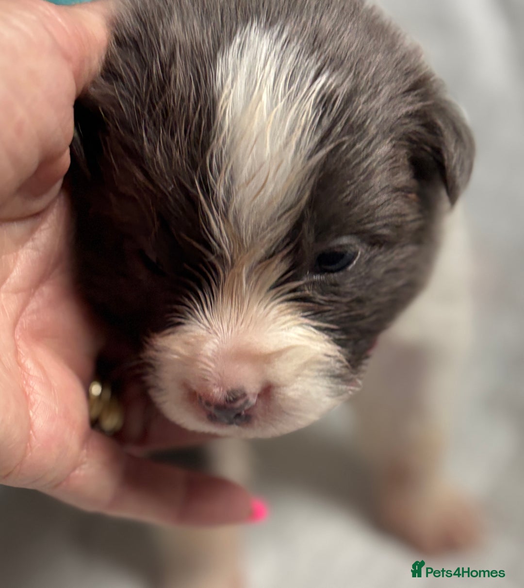 Border Collie dogs for sale:  Long Haired KC Reg Border Collie puppies for sale - Image 21