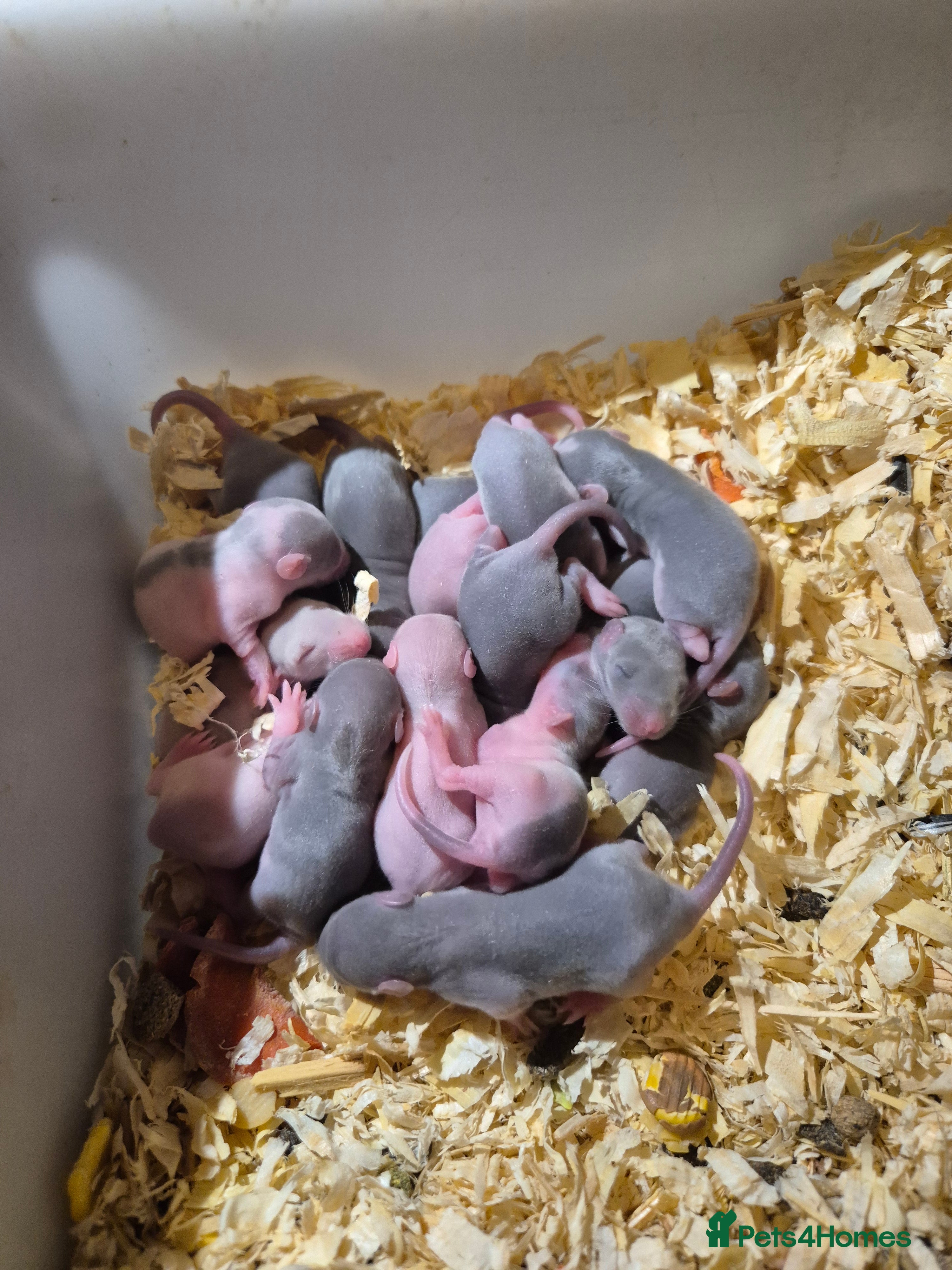 Rat rodents Beautiful babies for sale  - Advert 1