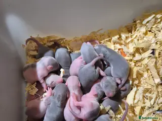 Rat rodents Beautiful babies for sale - Advert 12