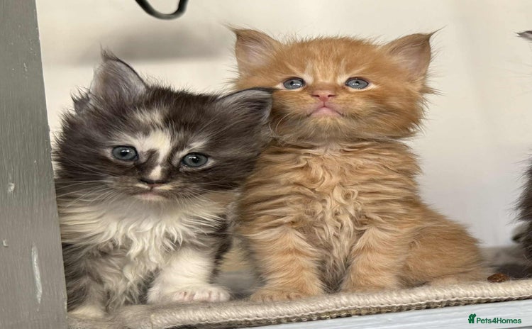 Maine Coon cats - Advert 14