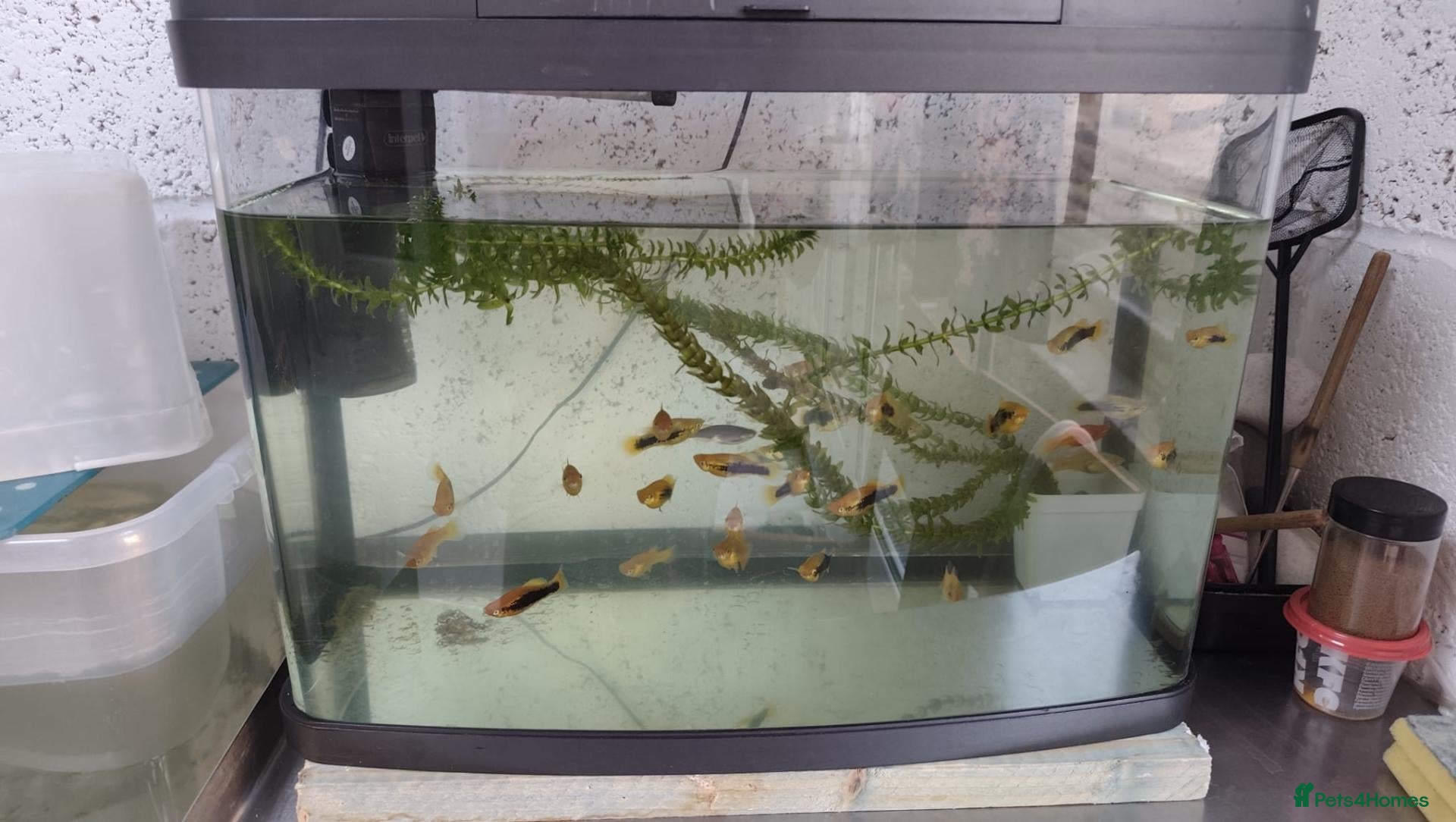 Live Bearers fish for sale: Variatus Platy for sale  - Advert 1