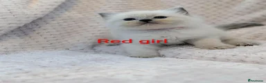 Ragdoll 2