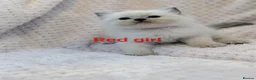 Ragdoll cats for sale: Ragdoll Kittens - Advert 4