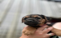 Border Terrier dogs for sale: Border Terrier Pups - Image 10