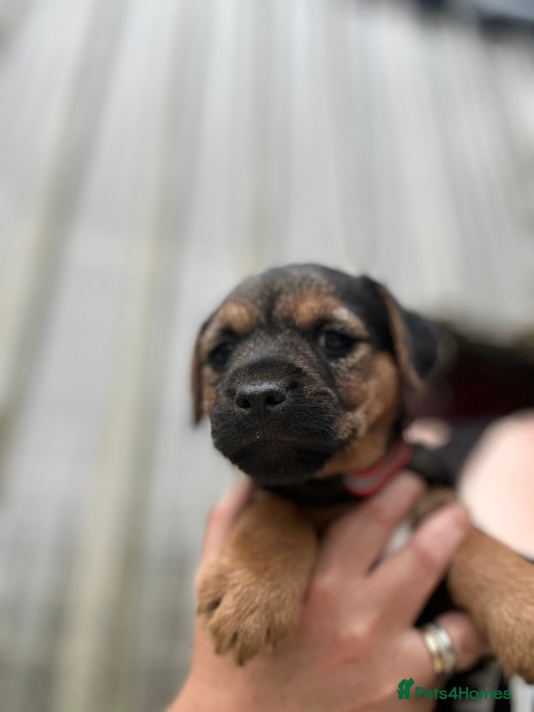Border Terrier dogs for sale: Border Terrier Pups - Image 10