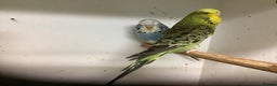 Budgerigars birds for sale: Young and Adult Budgies - Advert 9